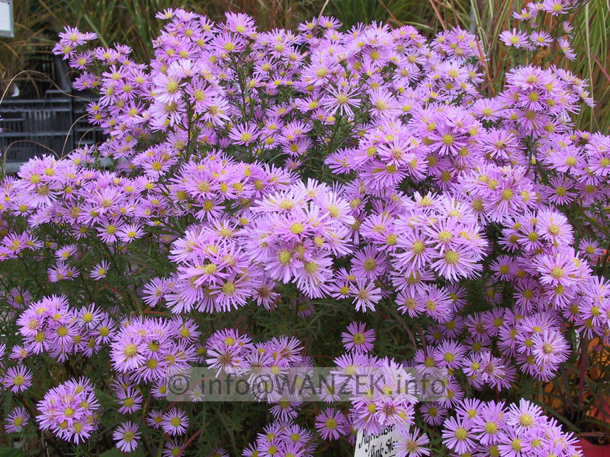 Aster pringlei Luebeck 1.JPG